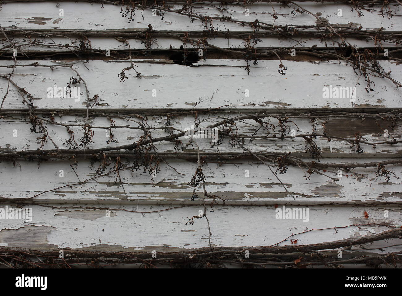 Holz Abstellgleis mit weißen abblätternden Lack und Zweig Reben abdecken. Stockfoto