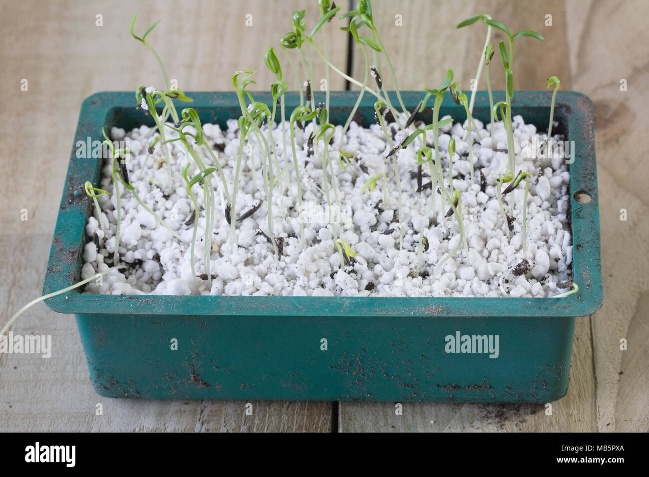 Cosmos Bipinnatus Sämlinge, bereit für heraus stechen. Stockfoto