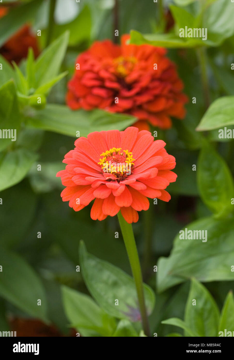 Zinnia elegans Blumen. Stockfoto