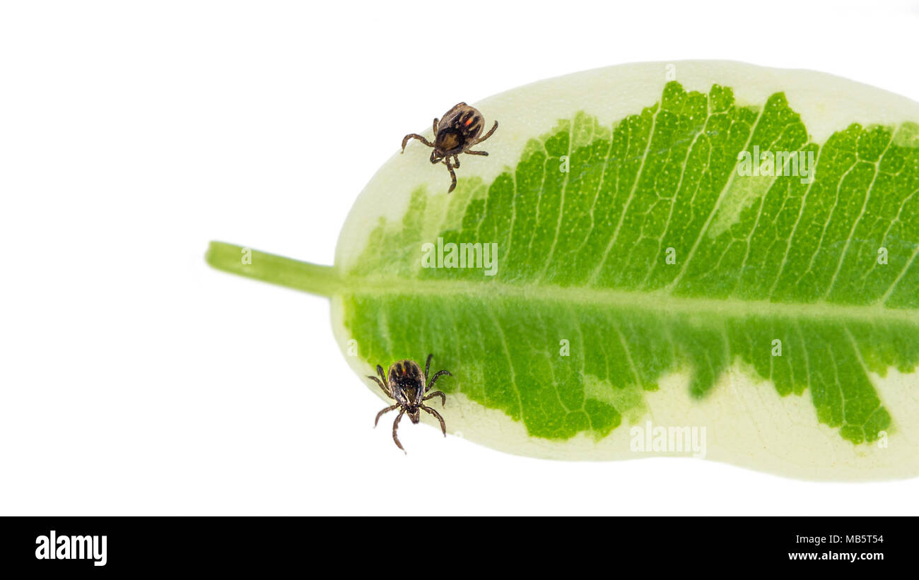 Zwei Castor bean Zecken auf einem grünen Blatt. Ixodes ricinus. Gefährliche parasitäre Milben mit Streifen und roter Fleck. Es überträgt die Enzephalitis und Borreliose. Stockfoto