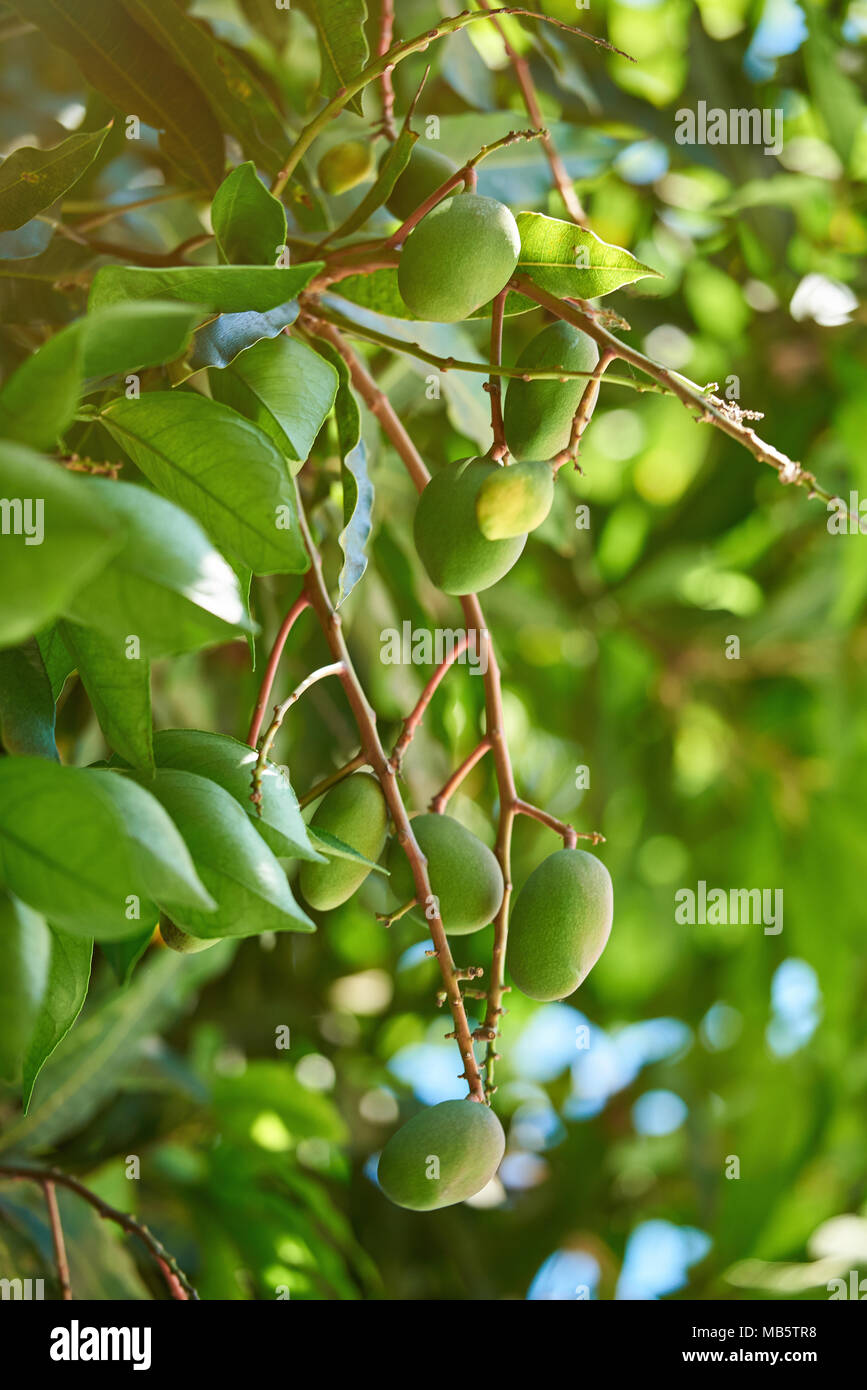 Reinigen grüne Mangos Früchte hängen an bunten Baum an sonnigen hellen Hintergrund Stockfoto