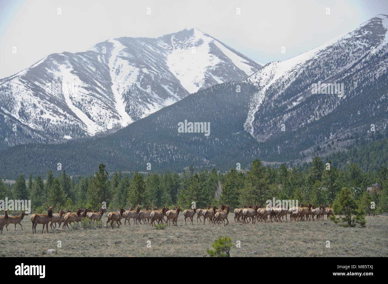 Eine Herde von Elk laufen entlang der Unterseite des Einfassung Princeton in den Wald hinaus. Stockfoto