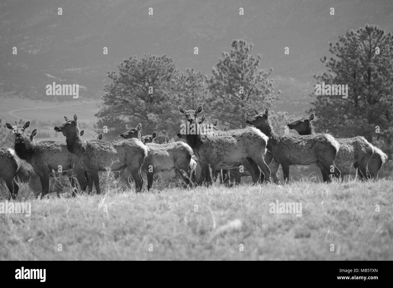 Eine Herde von Elk versammeln sich auf der Unterseite des Einfassung Princeton in den Wald hinaus. Stockfoto