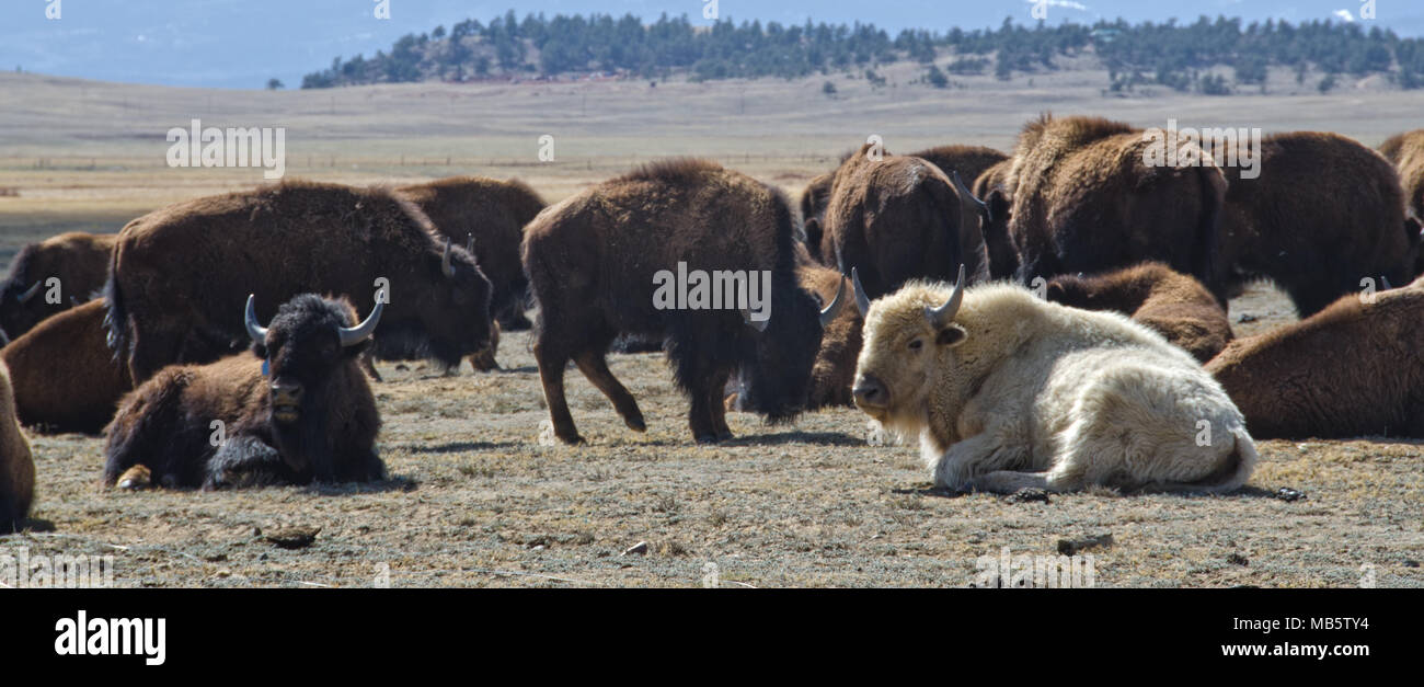 Eine White Buffalo oder Bisons, dachte heilig für viele gebürtige indianische Stämme zu sein, sitzt mit seiner Herde in der Nähe von Hartsel, Colorado. Stockfoto