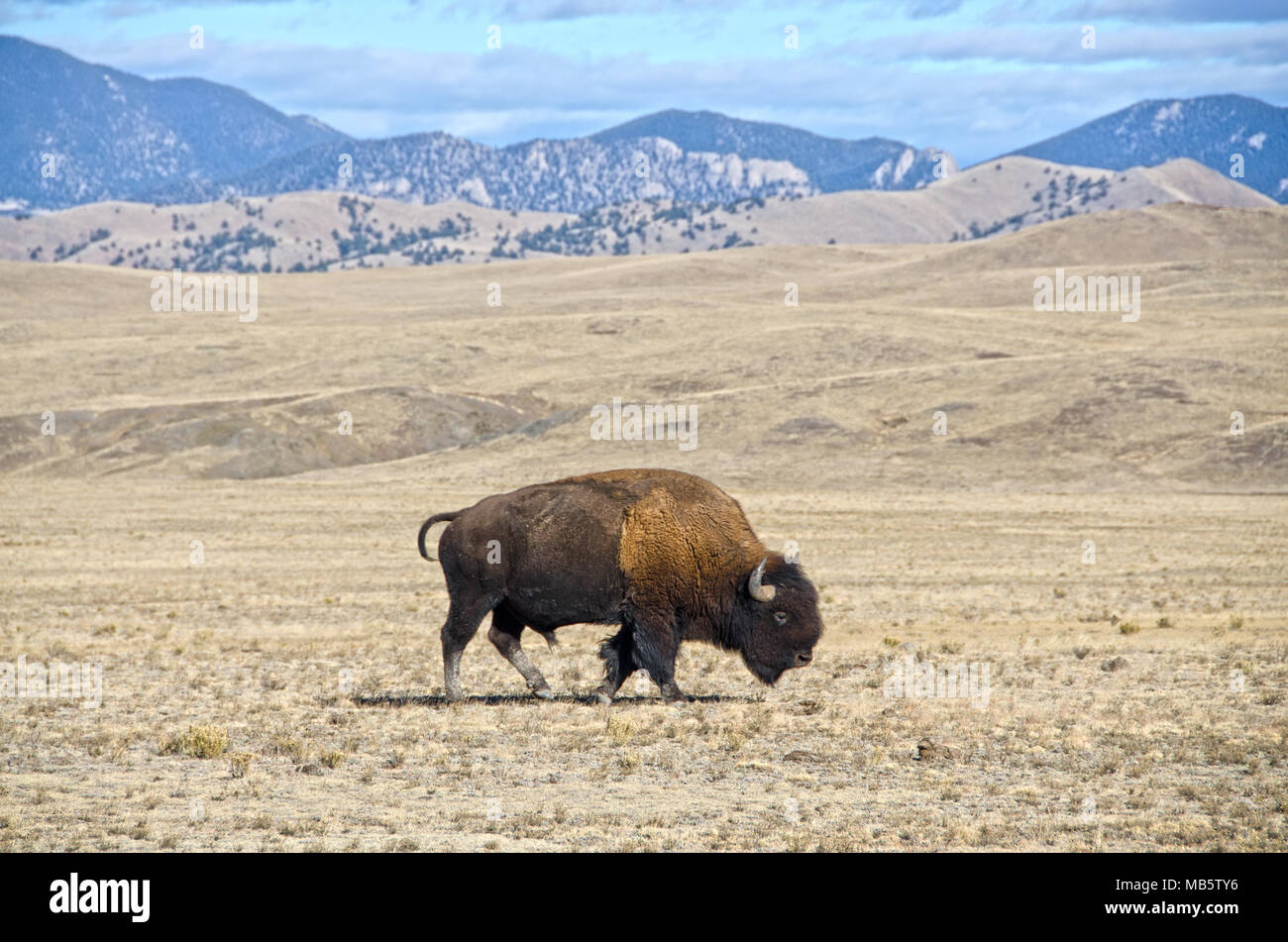 Eine einzelne männliche Bison oder Büffel gemächlich im South Park Region Colorado. Stockfoto