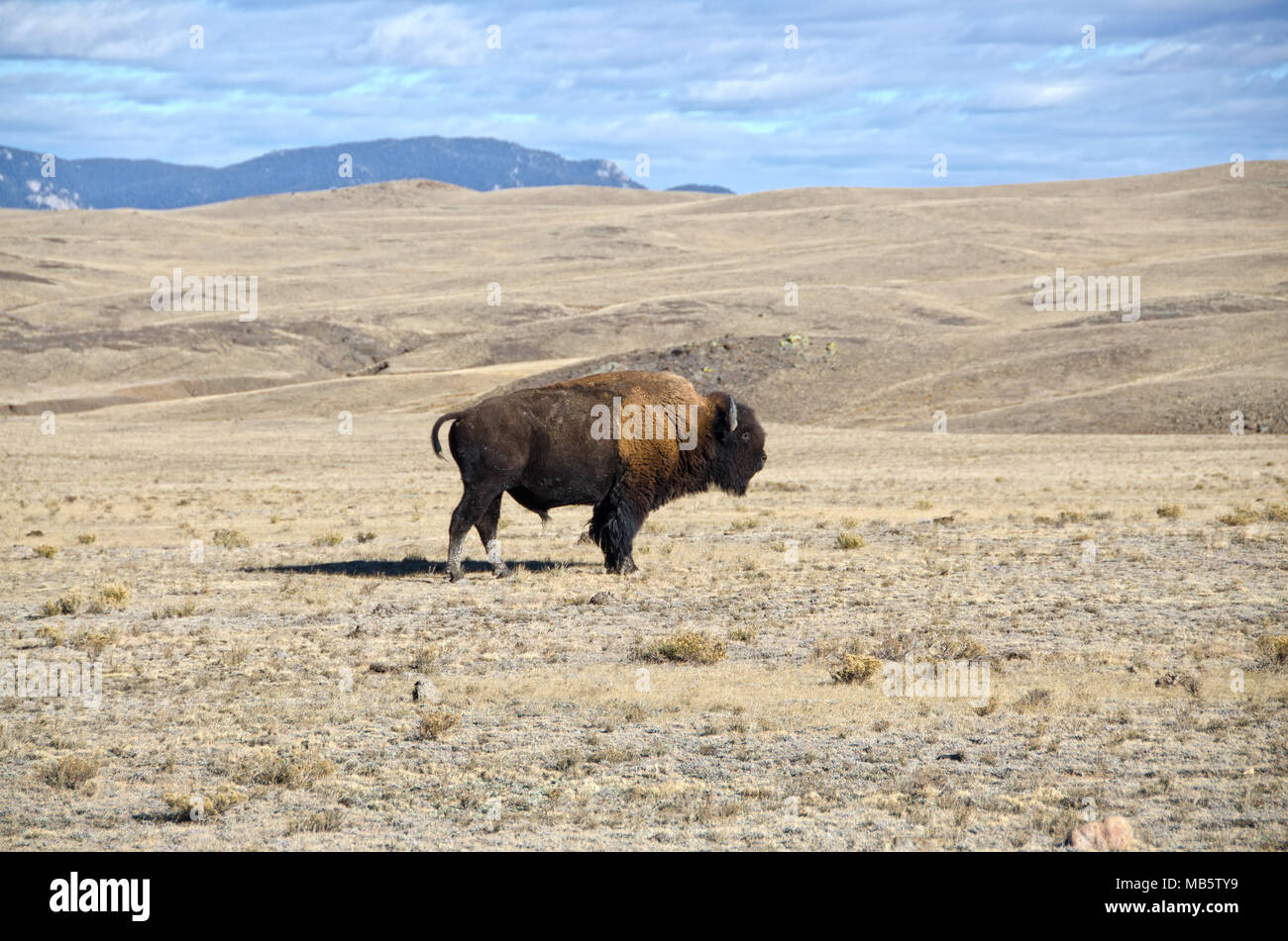 Eine einzelne männliche Bison oder Büffel gemächlich im South Park Region Colorado. Stockfoto