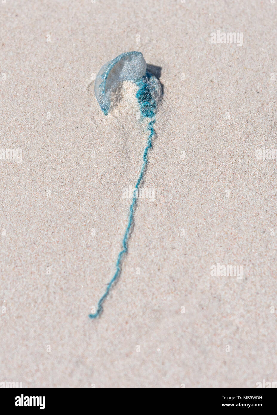 Eine blaue Flasche oder indo-portugiesischen Mann-von-Krieg am Strand in Lancelin, Western Australien gewaschen Stockfoto