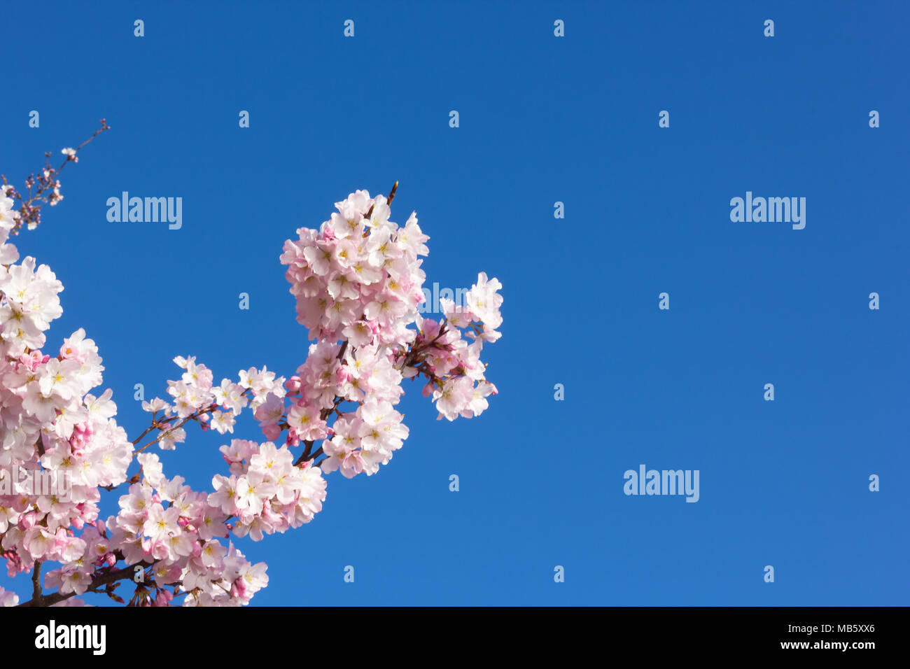 Einen Kirschbaum Zweig mit zarten Blüten gegen einen klaren blauen Himmel. Cherry Tree Blumen im Close-up auf blauem Hintergrund. Stockfoto