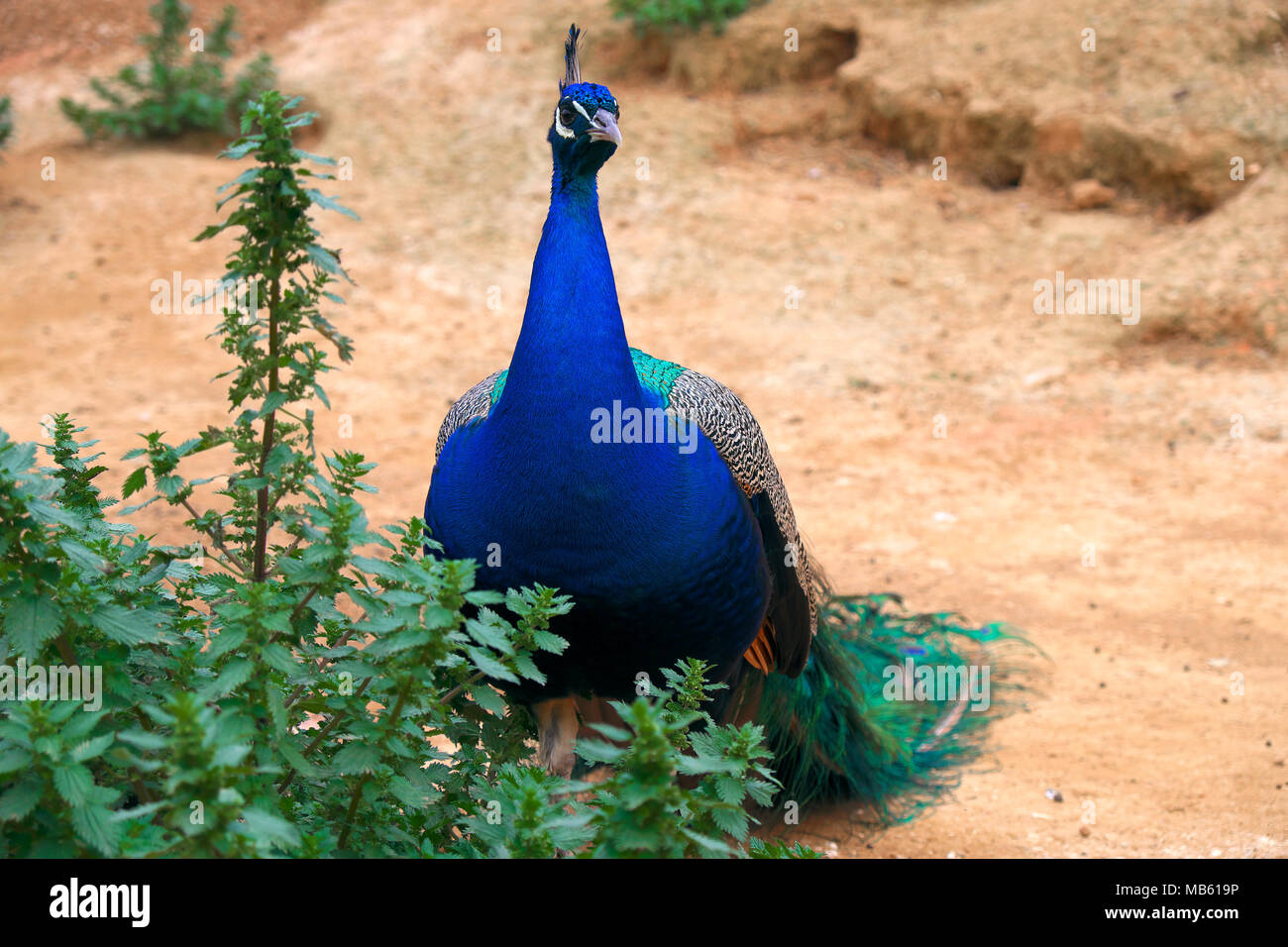 Einzigen indischen Pfauen auch bekannt als Blaue Pfauen, Larus argentatus, in einem Zoologischen Garten Stockfoto