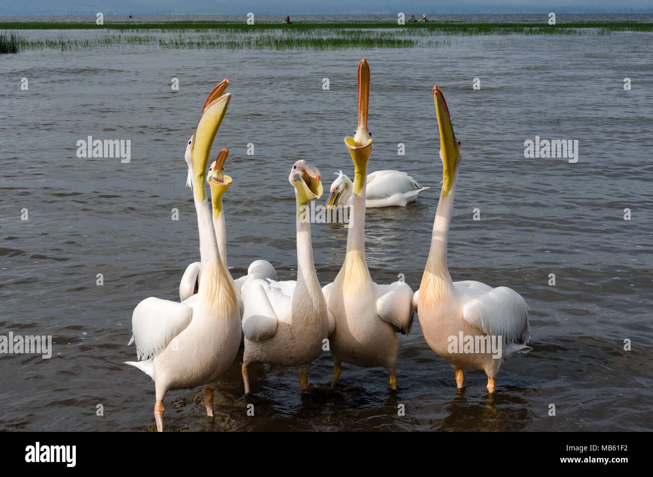 Pelikane warten auf Essen Hawassa Äthiopien Awassa Stockfoto