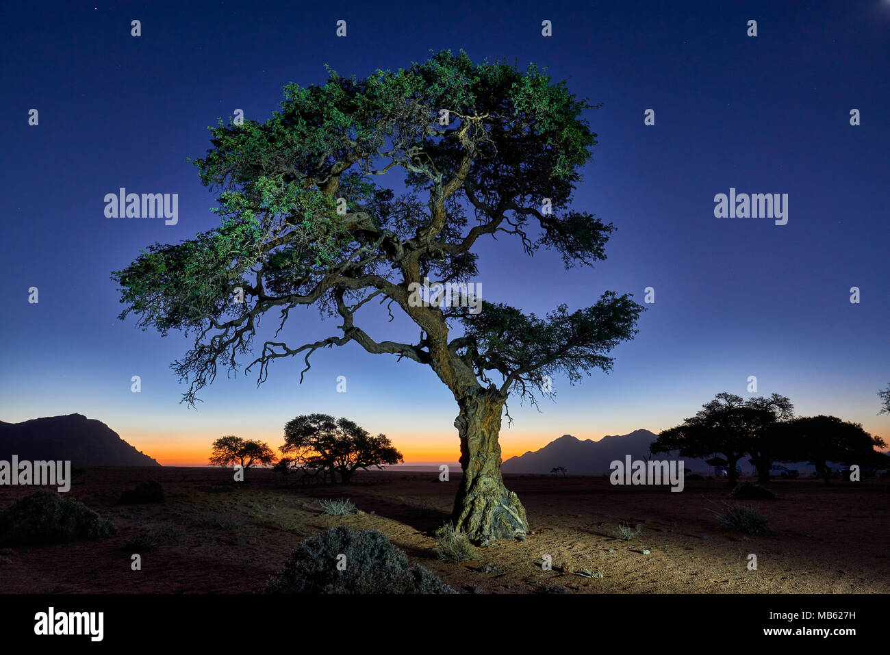Night Shot von einem Baum mit mondlicht unter Himmel mit Sternen in ruhiger Landschaft auf der Farm Namtib, Tirasberge, Namibia, Afrika Stockfoto