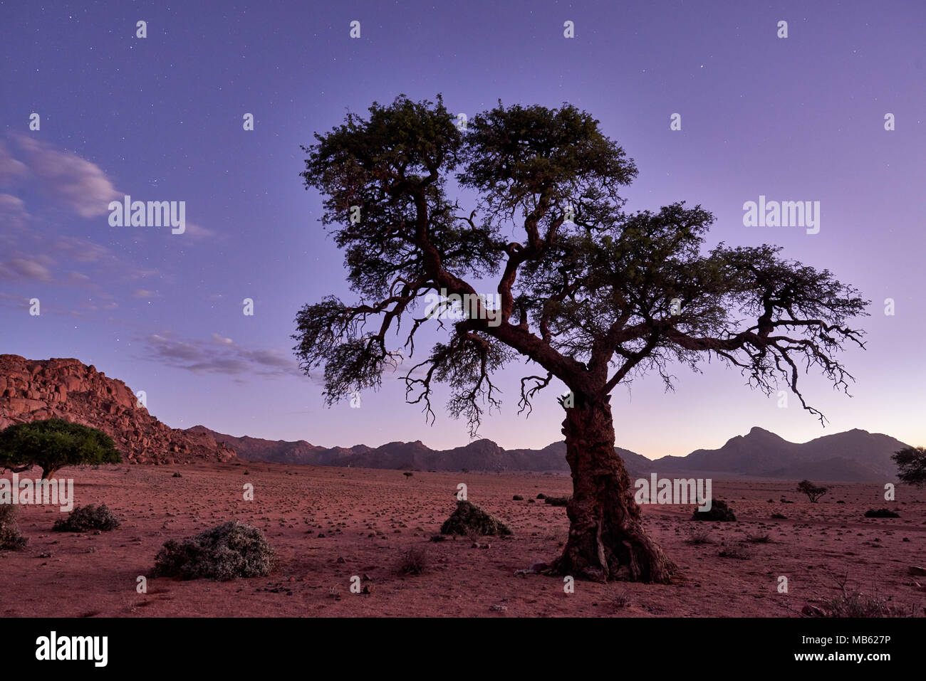 Night Shot von einem Baum mit mondlicht unter Himmel mit Sternen in ruhiger Landschaft auf der Farm Namtib, Tirasberge, Namibia, Afrika Stockfoto