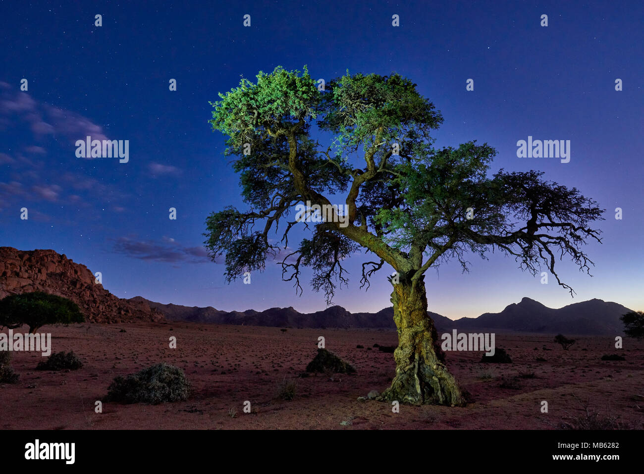 Night Shot von einem Baum mit mondlicht unter Himmel mit Sternen in ruhiger Landschaft auf der Farm Namtib, Tirasberge, Namibia, Afrika Stockfoto