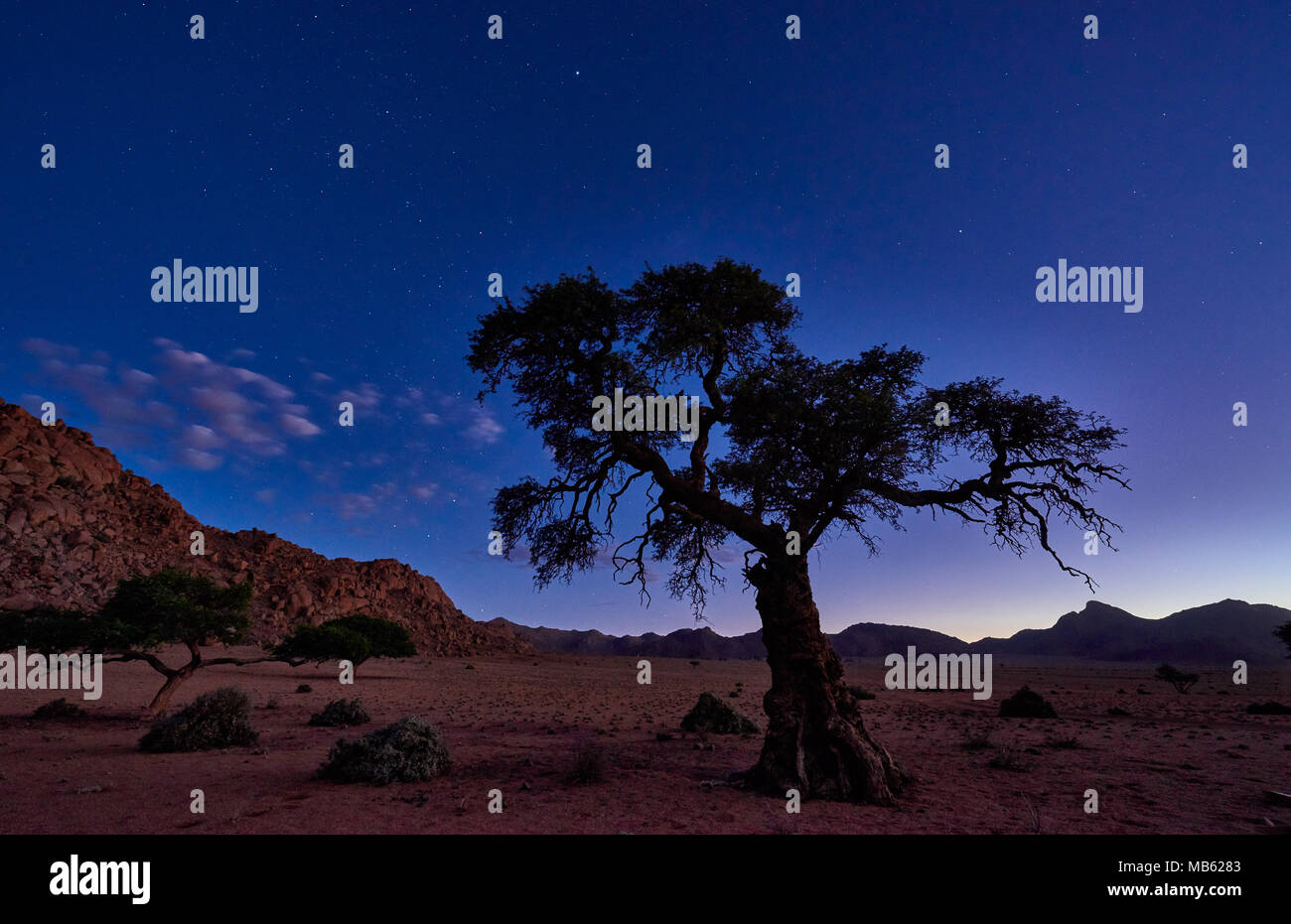 Night Shot von einem Baum mit mondlicht unter Himmel mit Sternen in ruhiger Landschaft auf der Farm Namtib, Tirasberge, Namibia, Afrika Stockfoto