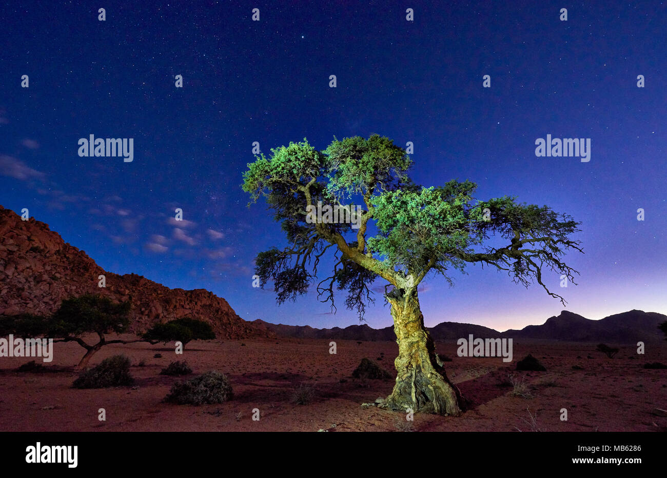 Night Shot von einem Baum mit mondlicht unter Himmel mit Sternen in ruhiger Landschaft auf der Farm Namtib, Tirasberge, Namibia, Afrika Stockfoto