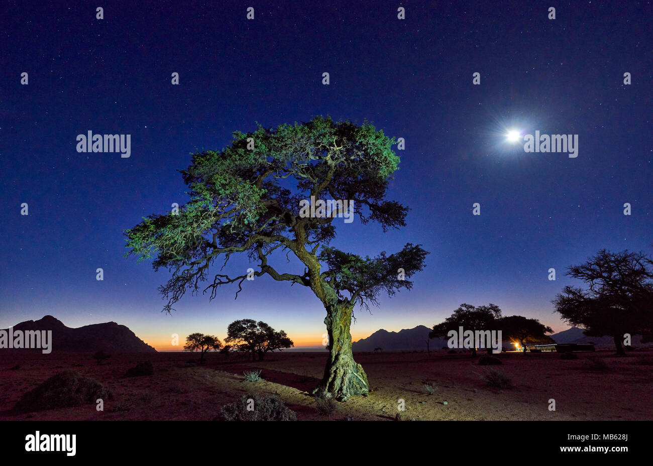 Night Shot von einem Baum mit mondlicht unter Himmel mit Sternen in ruhiger Landschaft auf der Farm Namtib, Tirasberge, Namibia, Afrika Stockfoto