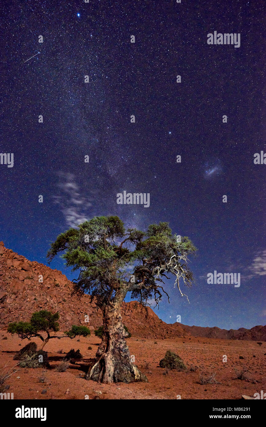 Night Shot von einem Baum mit mondlicht unter Himmel mit Sternen in ruhiger Landschaft auf der Farm Namtib, Tirasberge, Namibia, Afrika Stockfoto