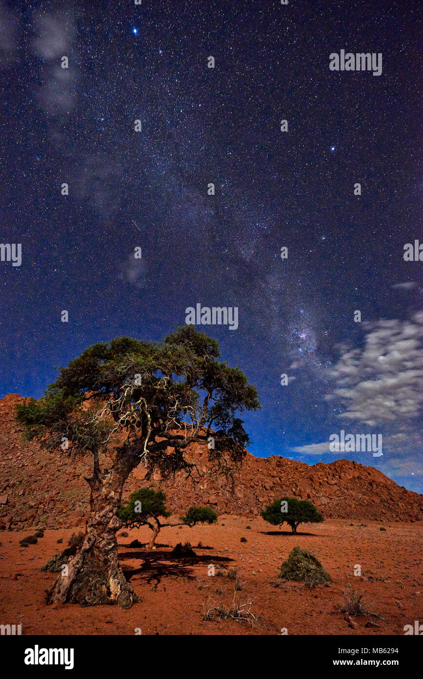 Night Shot von einem Baum mit mondlicht unter Himmel mit Sternen in ruhiger Landschaft auf der Farm Namtib, Tirasberge, Namibia, Afrika Stockfoto