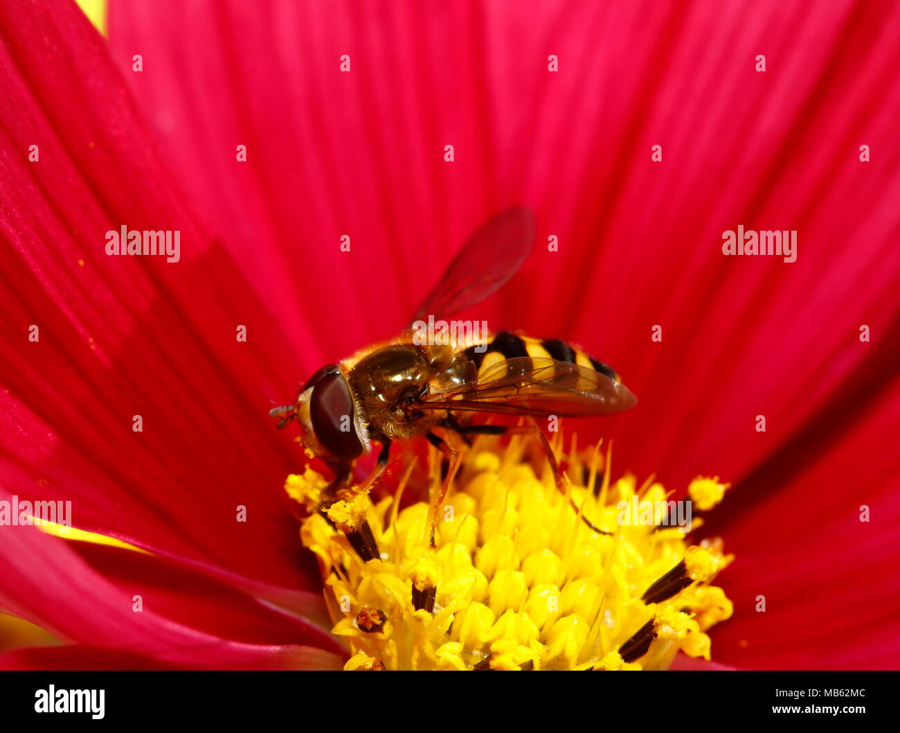 Makro von Wasp Fütterung auf rote Blume Stockfoto