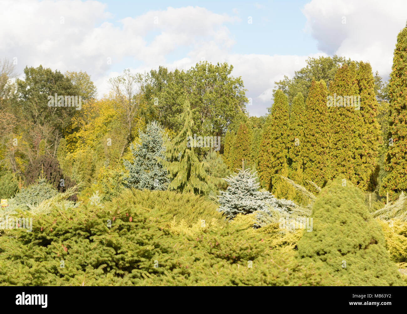Verschiedene Rassen von Nadelbäumen auf künstlichen Hügeln angebaut. Die Niederlassung der Botanische Garten von Keiv, Ukraine. Sonnigen Tag im September. Stockfoto