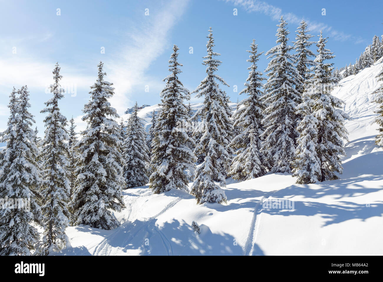 Schöne Verschneite Bäume in einer Alpinen Ski Resort Stockfoto