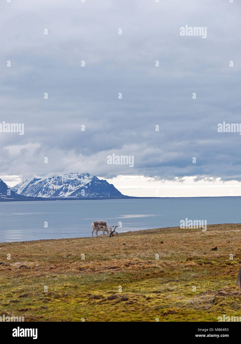 Wilde eingeborene Rentier auf der Hochebene von Alkhornet, Svalbard, Spitzbergen in der Arktis, Teil von Norwegen. In Gletschern und Fjorden abgedeckt Stockfoto