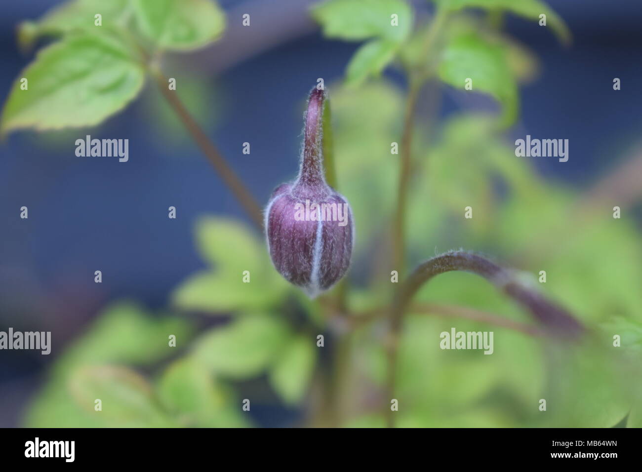 Clematis 'Jingle Bells'. Stockfoto