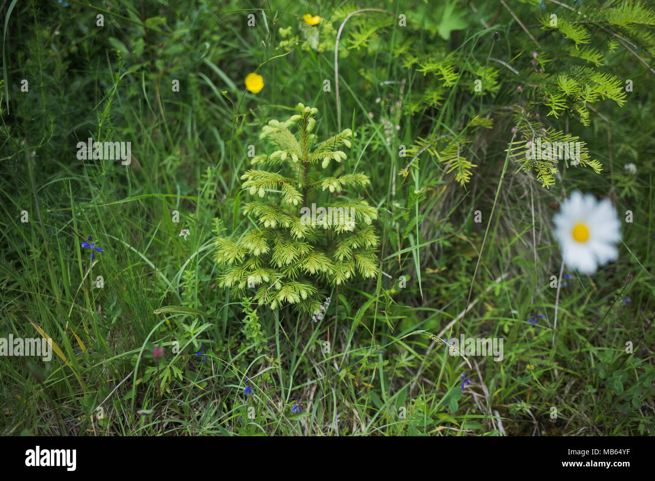 Detailansicht der Jungen kleinen niedlichen Kiefern wachsen im Wald unter grünen wilden Pflanzen. Horizontale Farbfotografie. Stockfoto