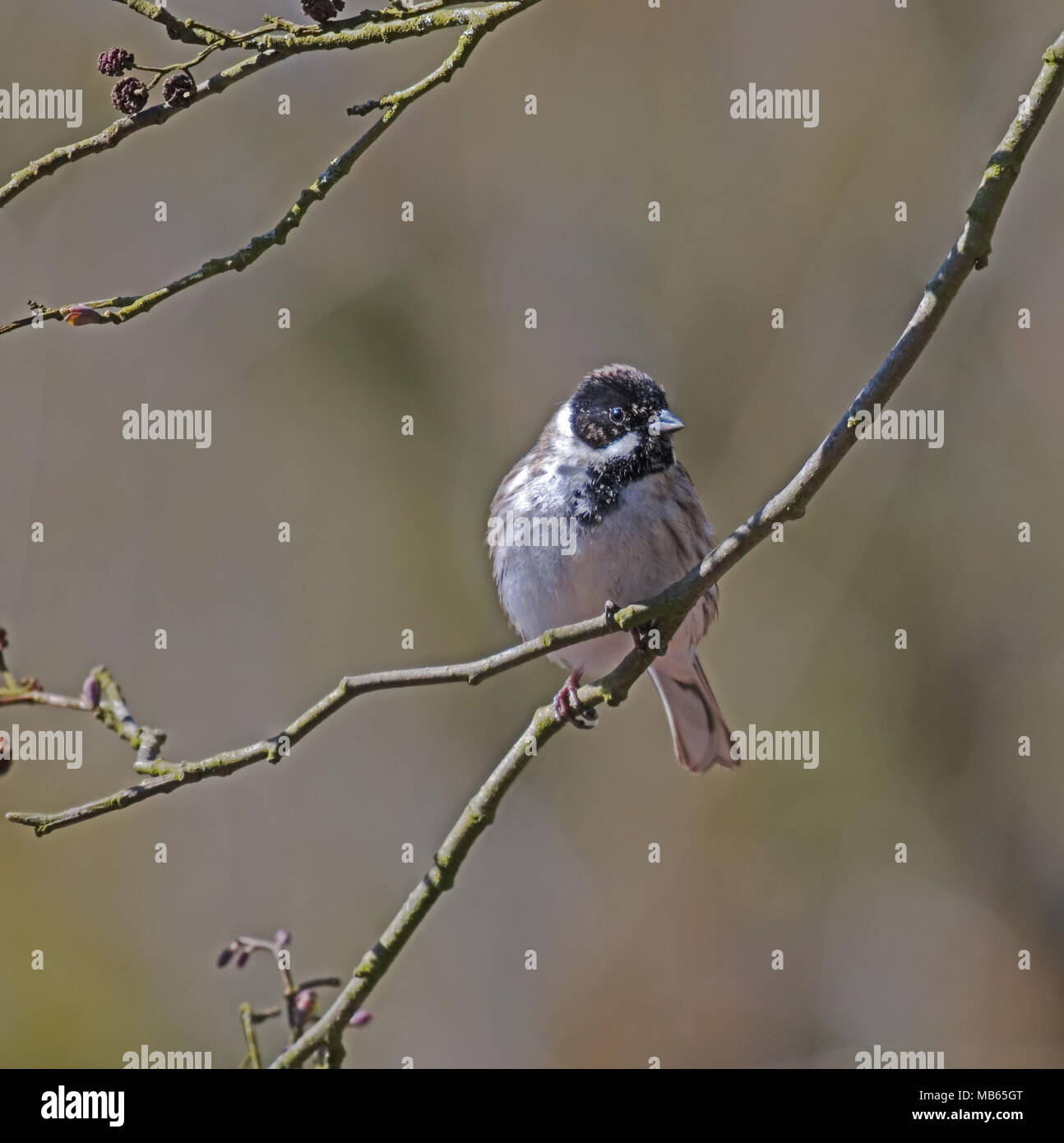 Rohrammer Emberiza schoeniclus;; Stockfoto