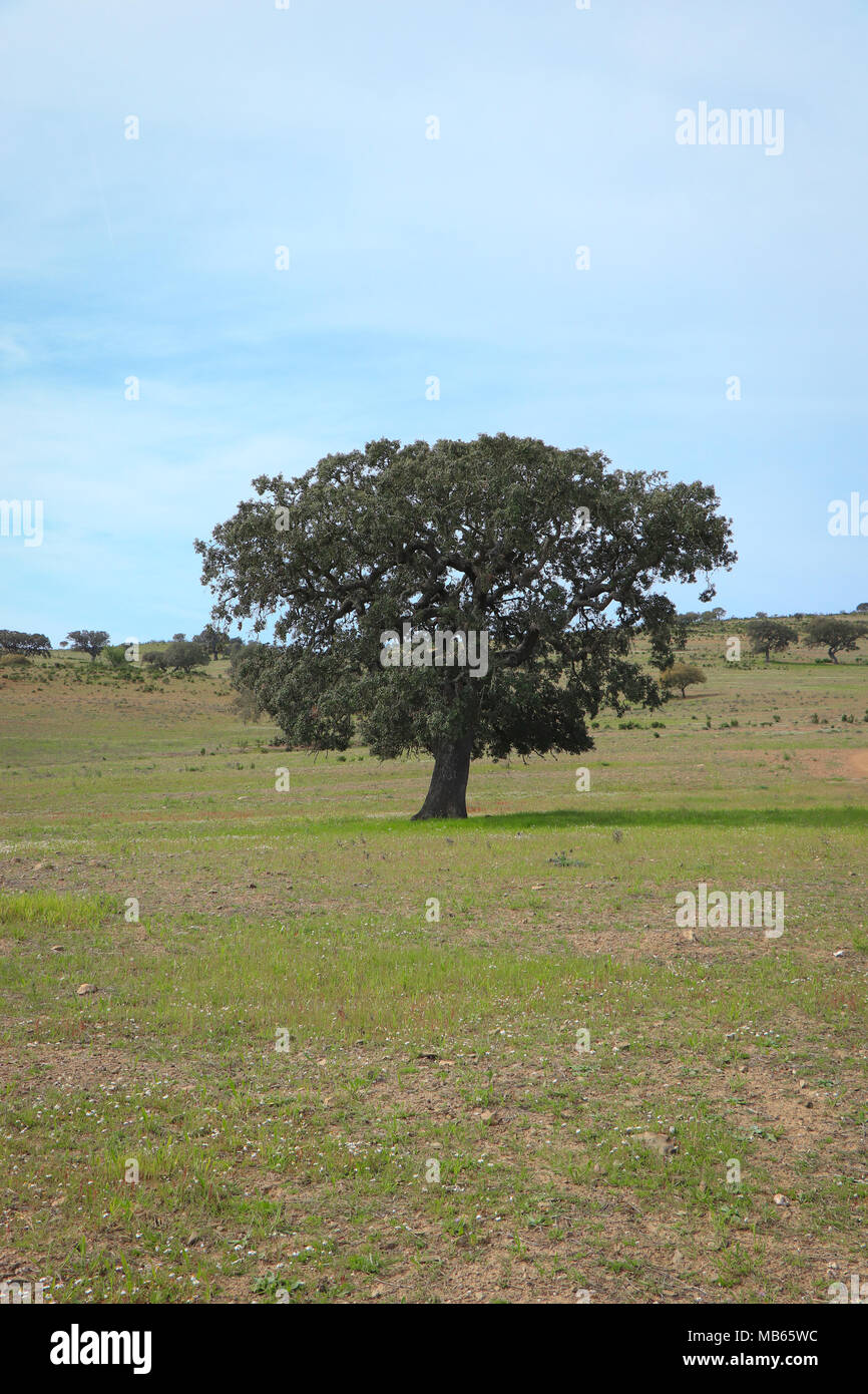 Schönen Cork oak in einem grünen landwirtschaftlichen Feld mit blauen Himmel im Hintergrund. Alentejo, Portugal Stockfoto