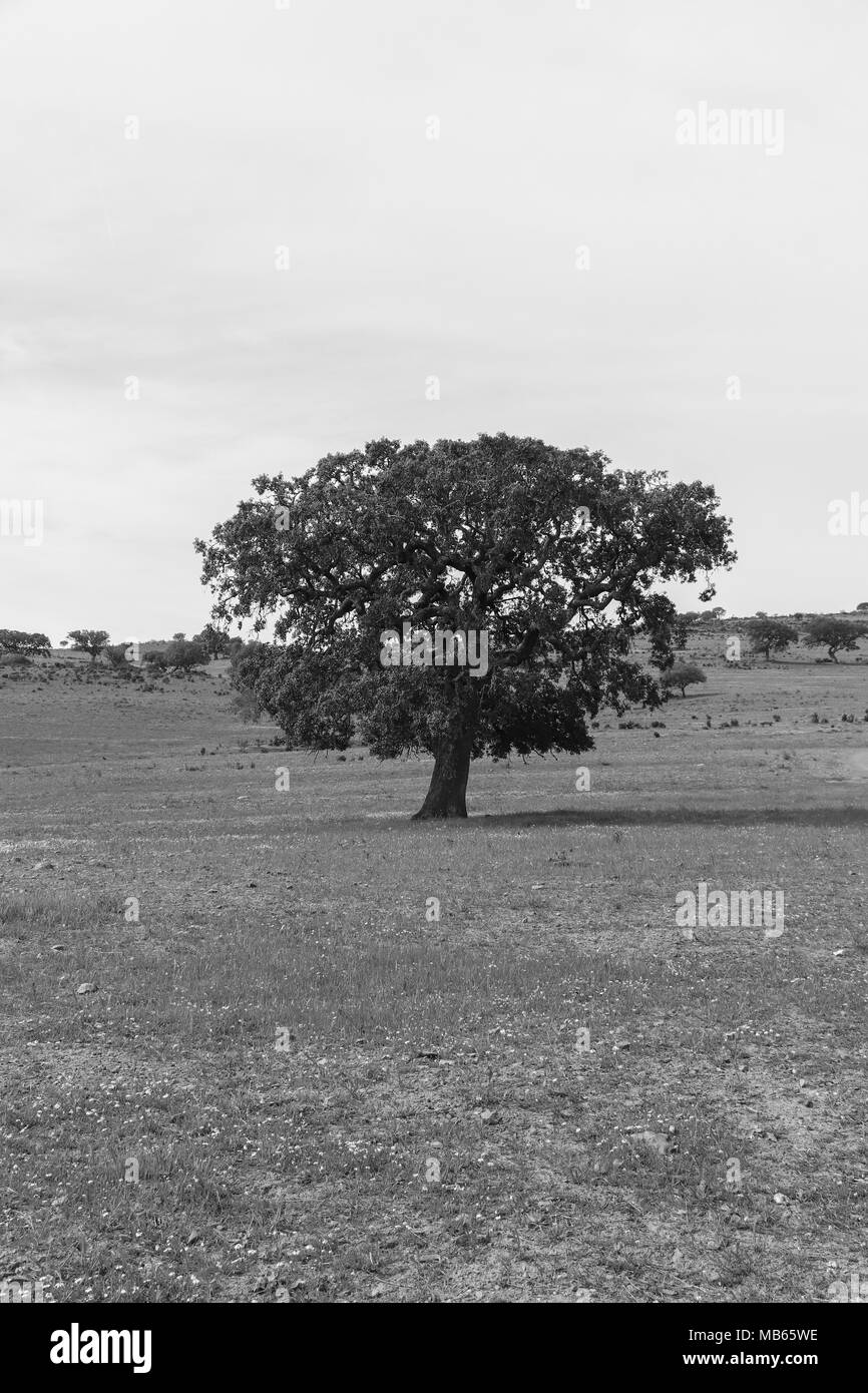 Schönen Cork oak in einem grünen landwirtschaftlichen Feld mit blauen Himmel im Hintergrund. Alentejo, Portugal Stockfoto