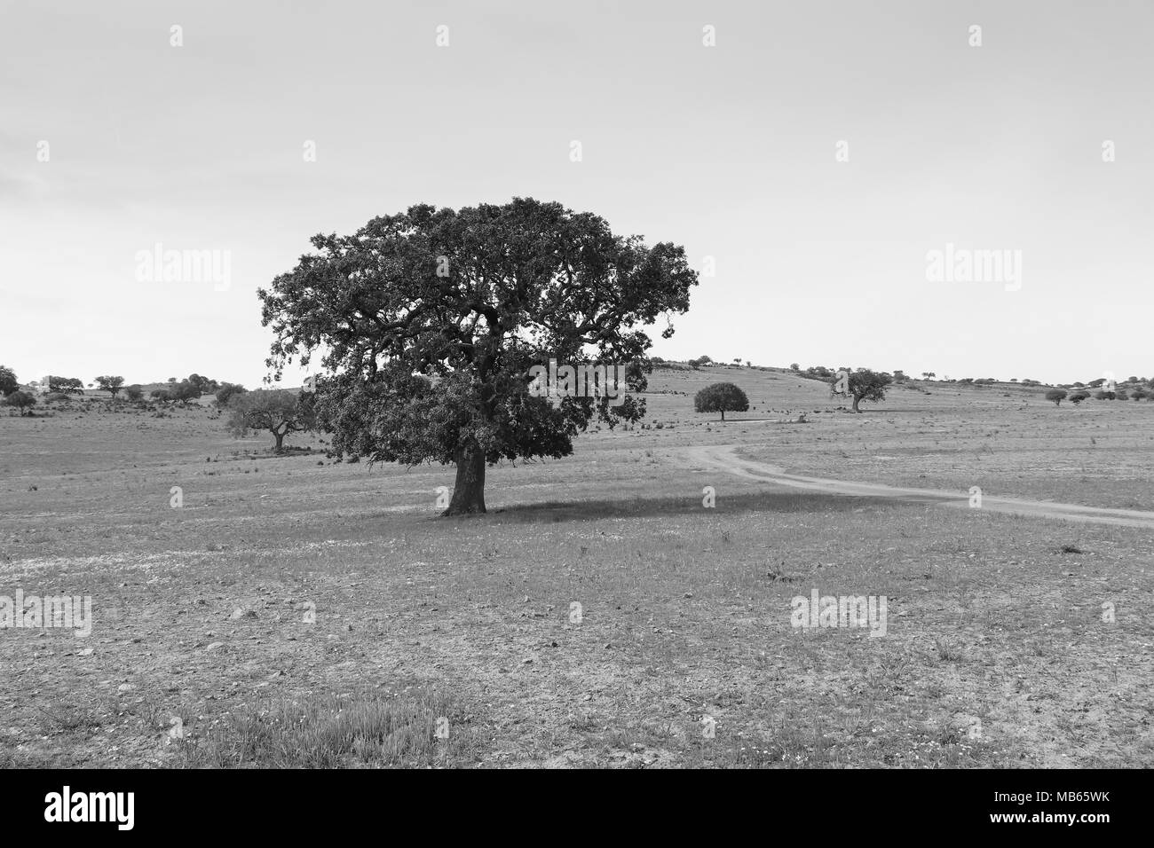 Schönen Cork oak in einem grünen landwirtschaftlichen Feld mit blauen Himmel im Hintergrund. Alentejo, Portugal Stockfoto