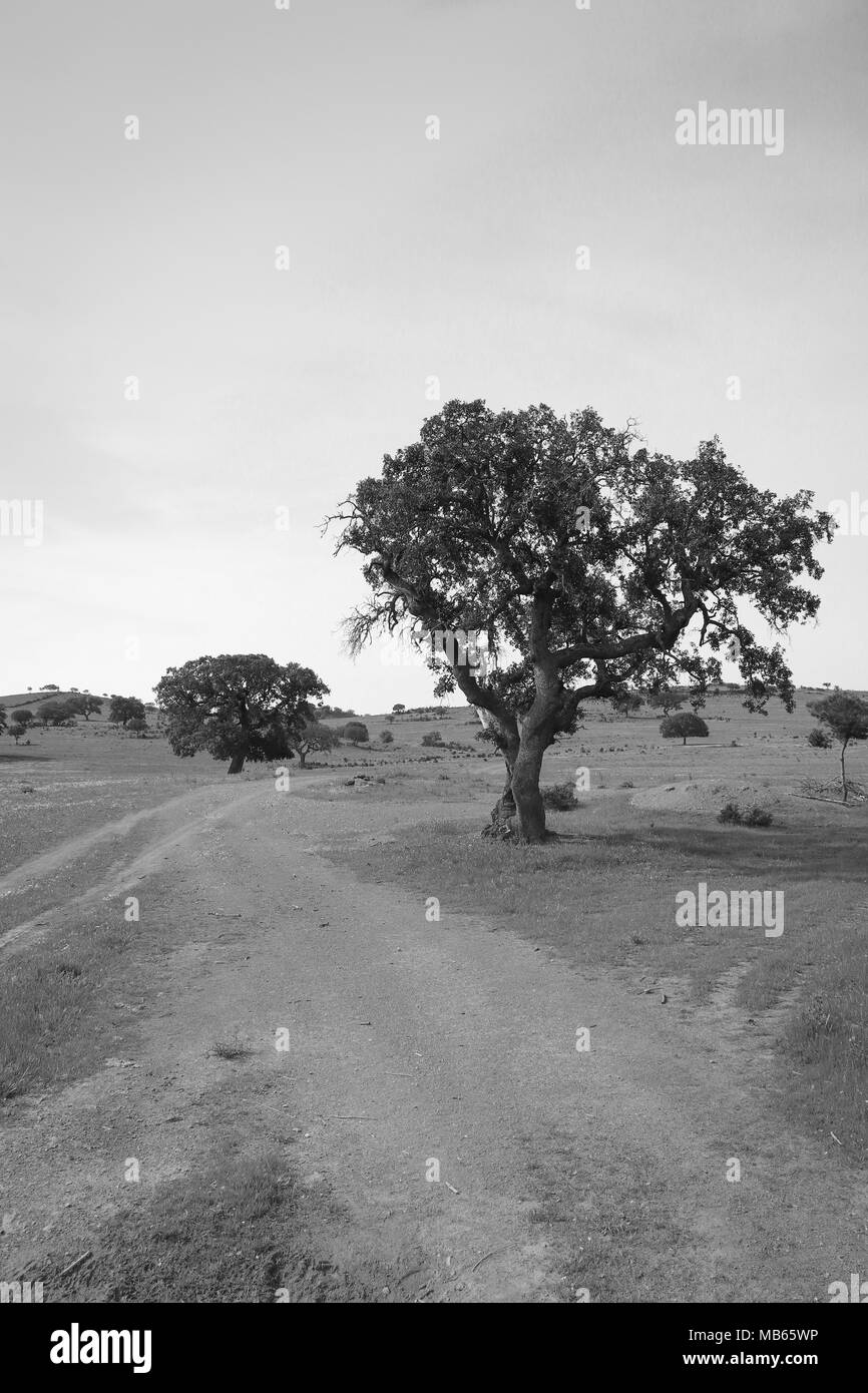 Schönen Cork oak in einem grünen landwirtschaftlichen Feld mit blauen Himmel im Hintergrund. Alentejo, Portugal Stockfoto