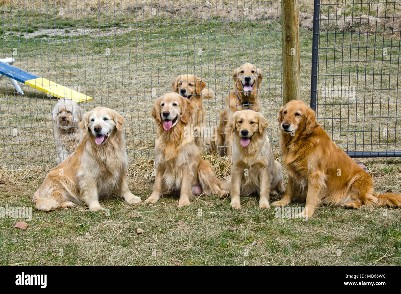 Sechs Golden Retriever sitzen geduldig mit ihrem Freund, einem liebenswerten Mischling Angenommen Hund. Stockfoto