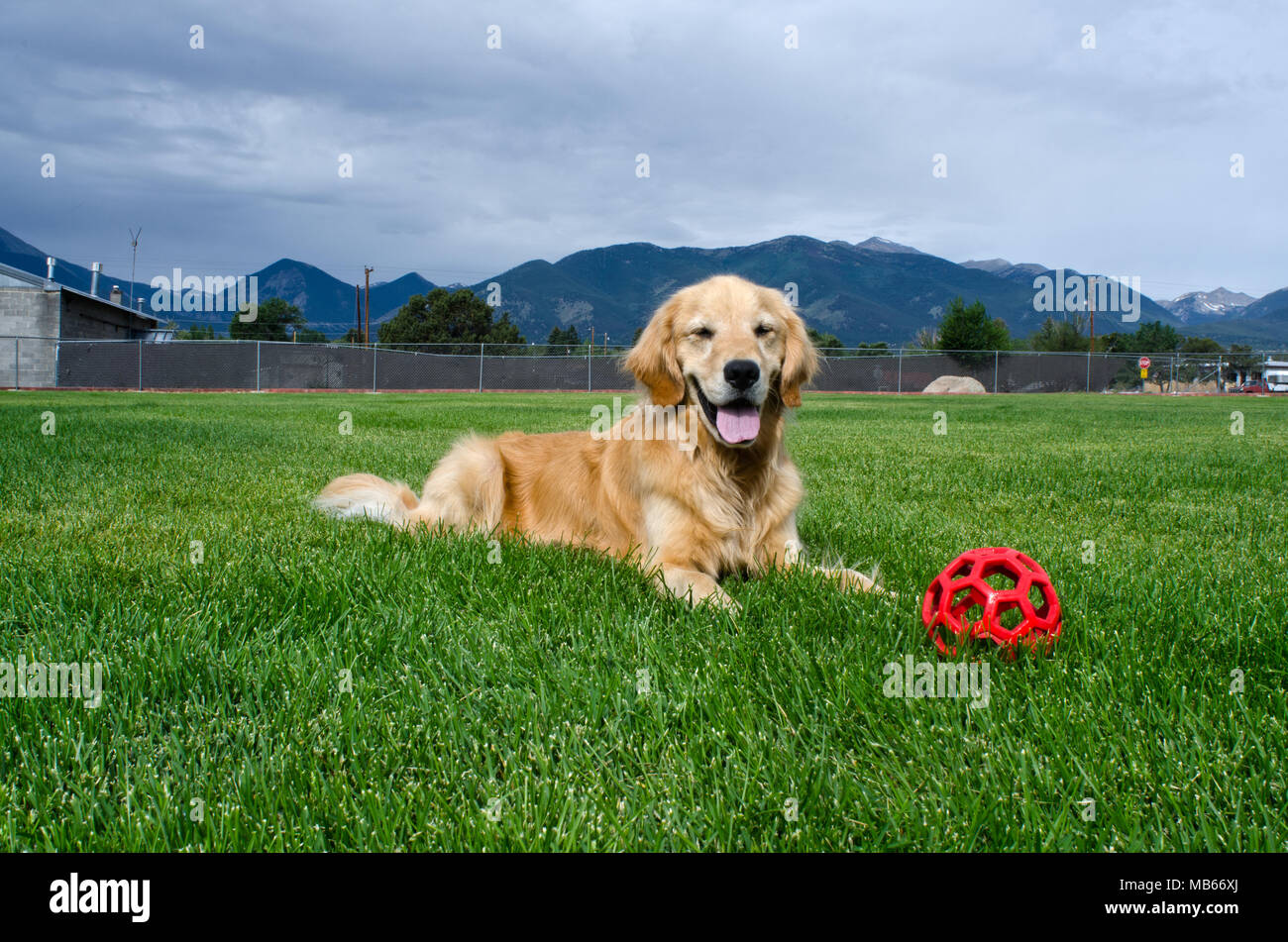 Ein glückliches Golden Retriever Welpe ruht in einer Wiese nach Spielen mit seinem roten Ball. Stockfoto