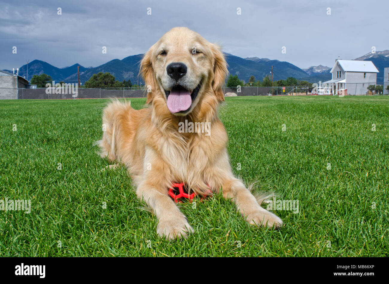 Ein glückliches Golden Retriever Welpe ruht in einer Wiese nach Spielen mit seinem roten Ball. Stockfoto