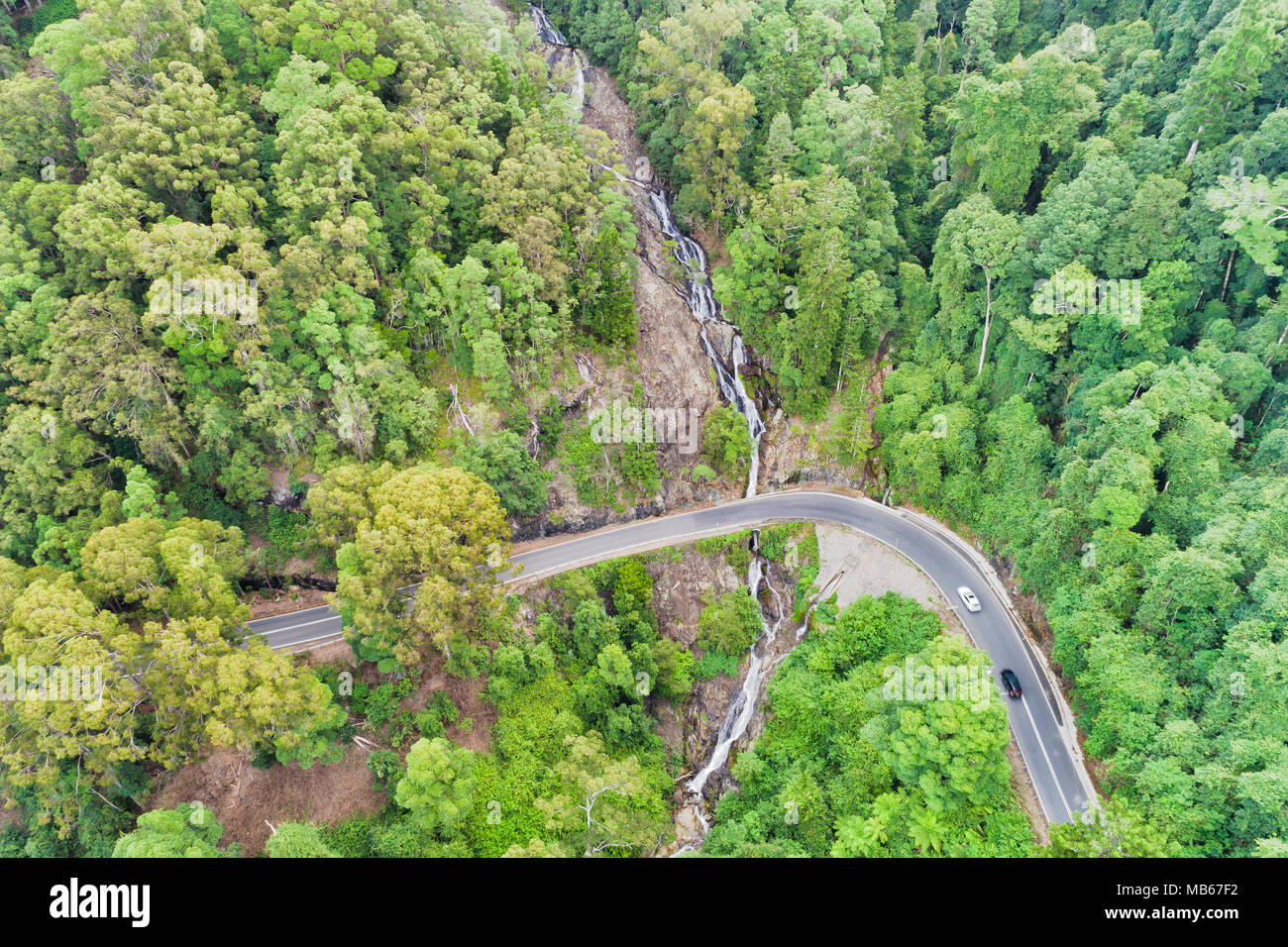 DOrrigo National Park einzigartigen antiken Gondwana rainforest Schnitt durch Wasserfälle Road in der Nähe von Newell Wasserfall mit üppigen immergrünen Gumtrees. Stockfoto