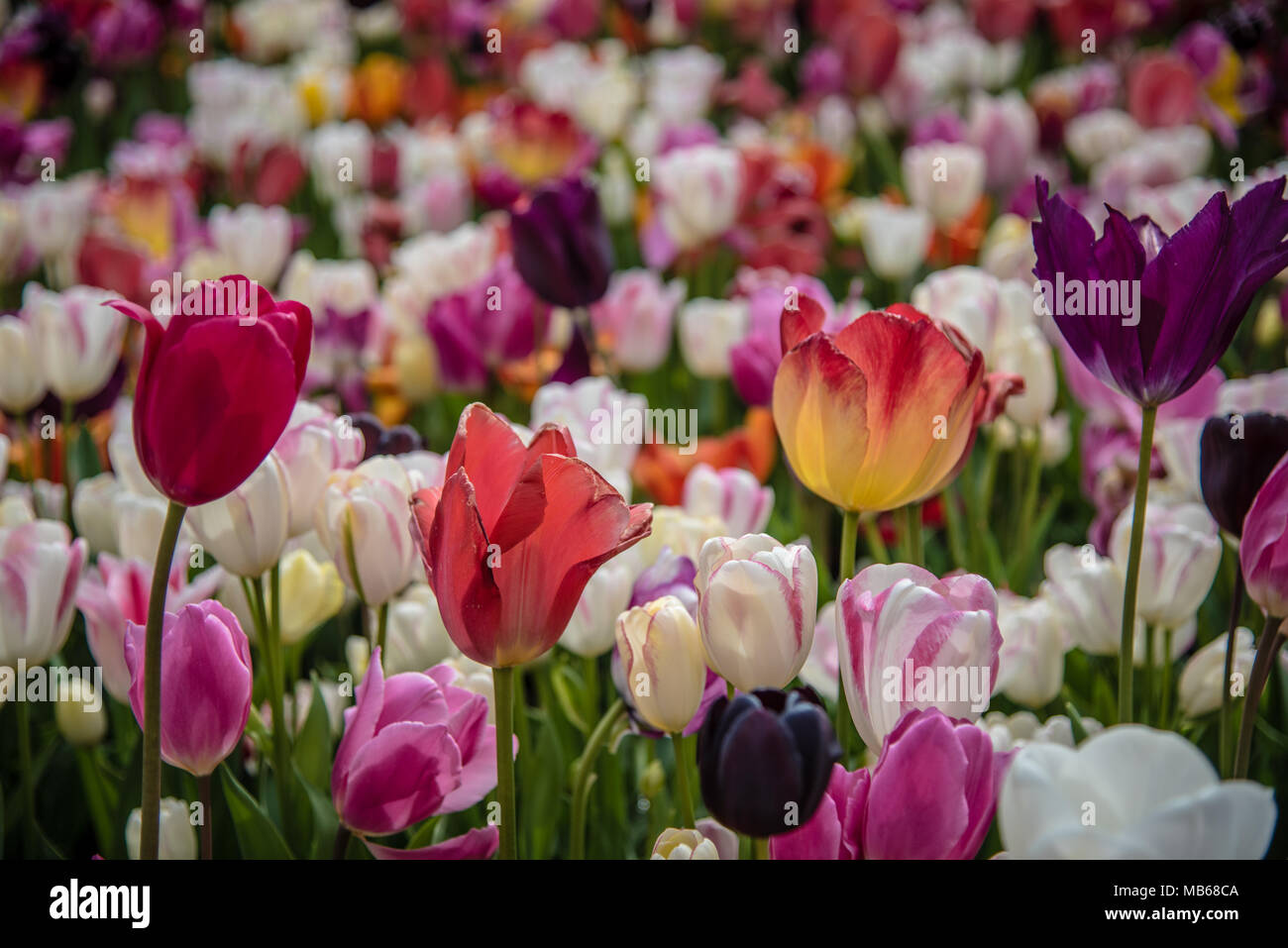 Verschiedene Tulpen an Keukenhoff Garten Stockfoto