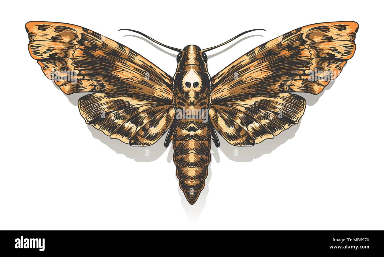 Hand gezeichnet Todesfälle Kopf Tabakschwärmer. Vector Illustration. Stock Vektor