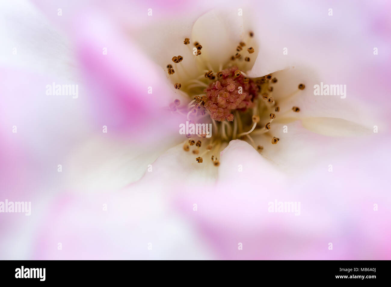 Zusammenfassung. Rosa Blume mit scharf fokussierten Stamen dann in weichem Licht an einem bewölkten Tag Stockfoto