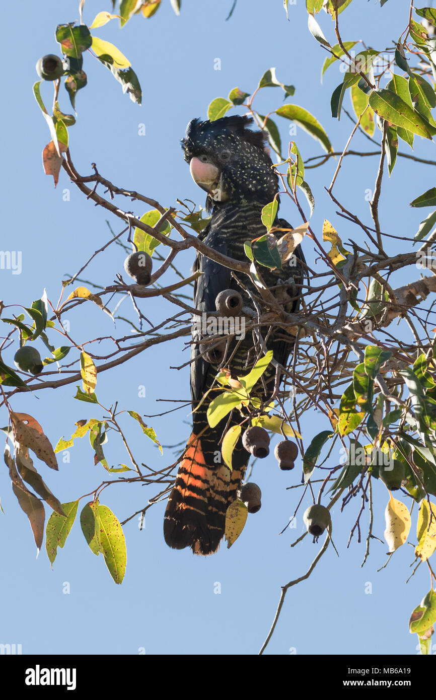 Ein Red-tailed Black-Cockatoo (Calyptorhynchus banksii) Fütterung in den Bäumen in einem Vorort von Perth, Western Australia Stockfoto