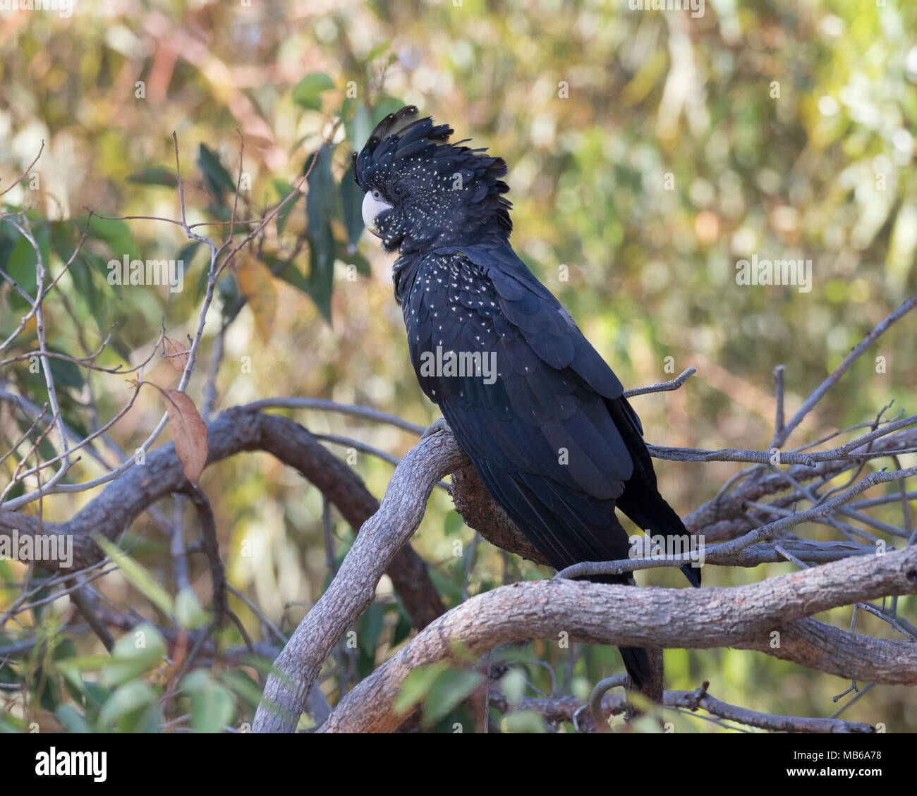 Ein Red-tailed Black-Cockatoo (Calyptorhynchus banksii) Ernährung in Bäumen in Kings Park, Perth, Western Australia Stockfoto