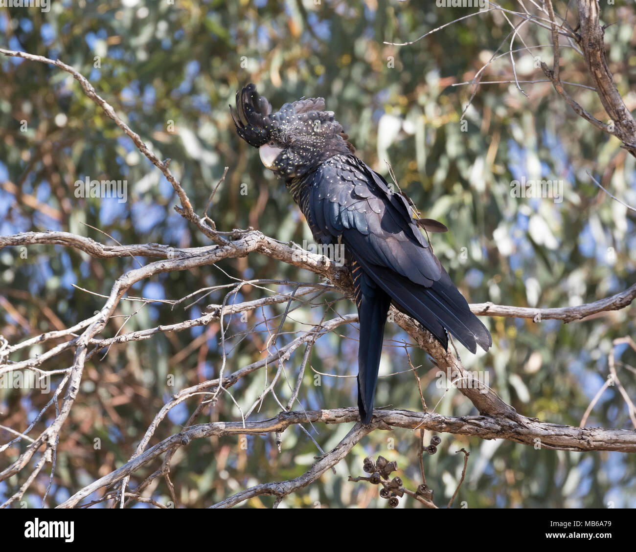 Ein Red-tailed Black-Cockatoo (Calyptorhynchus banksii) Ernährung in Bäumen in Kings Park, Perth, Western Australia Stockfoto