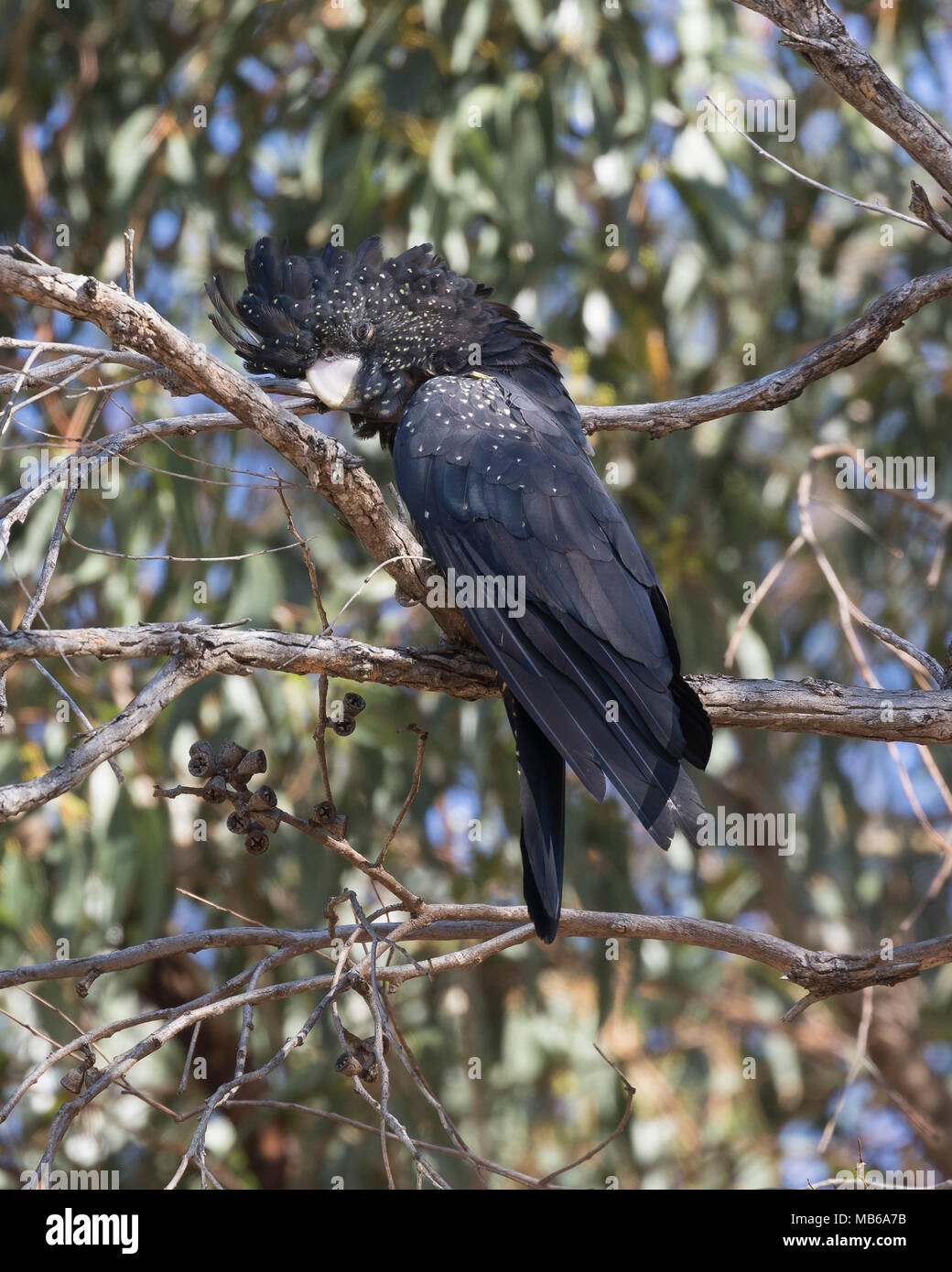 Ein Red-tailed Black-Cockatoo (Calyptorhynchus banksii) Ernährung in Bäumen in Kings Park, Perth, Western Australia Stockfoto