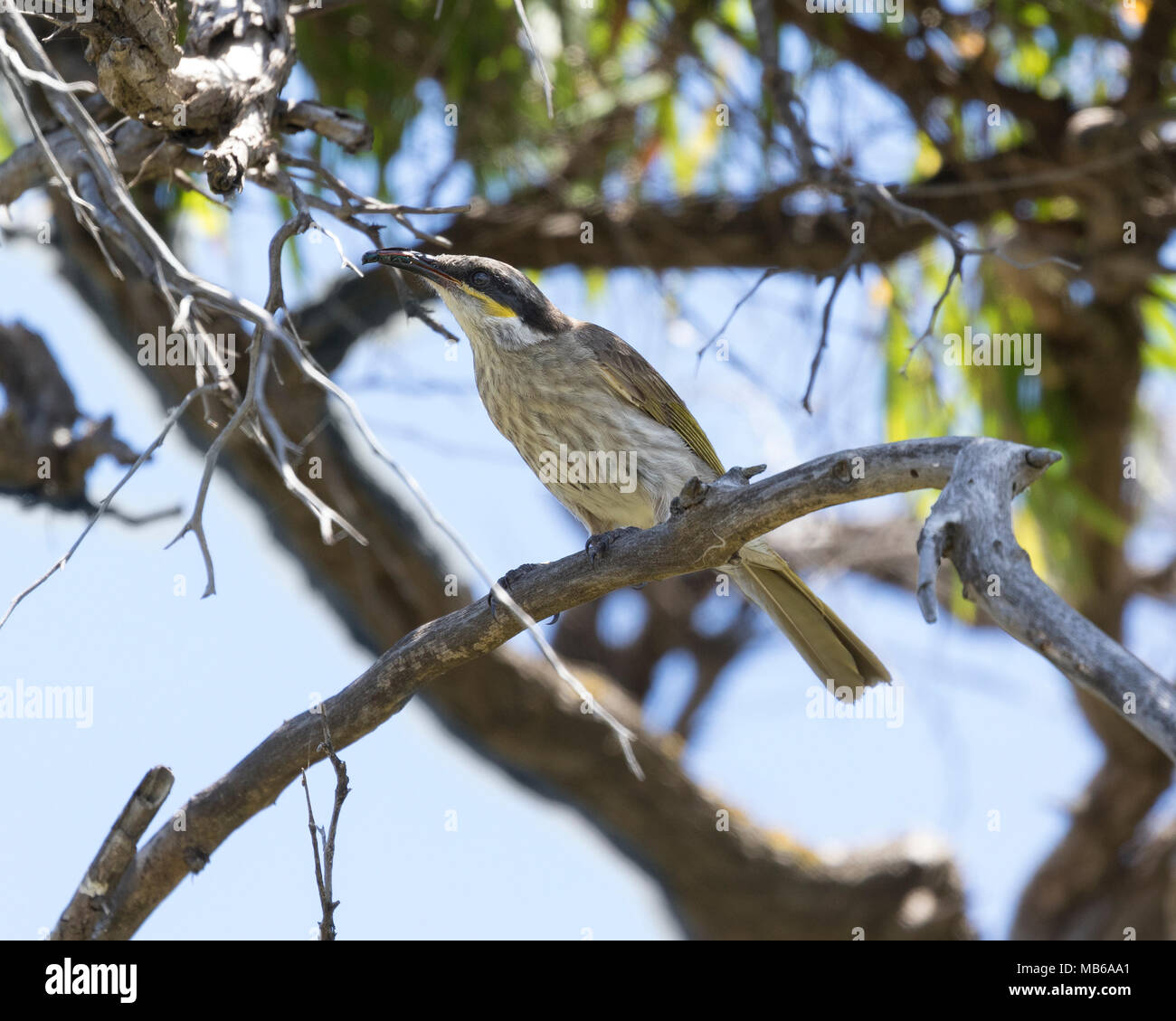 Eine singende Honeyeater (Gavicalis Virescens) mit Beute im Schnabel, Penguin Island, vor der Küste von Rockingham, Western Australia Stockfoto