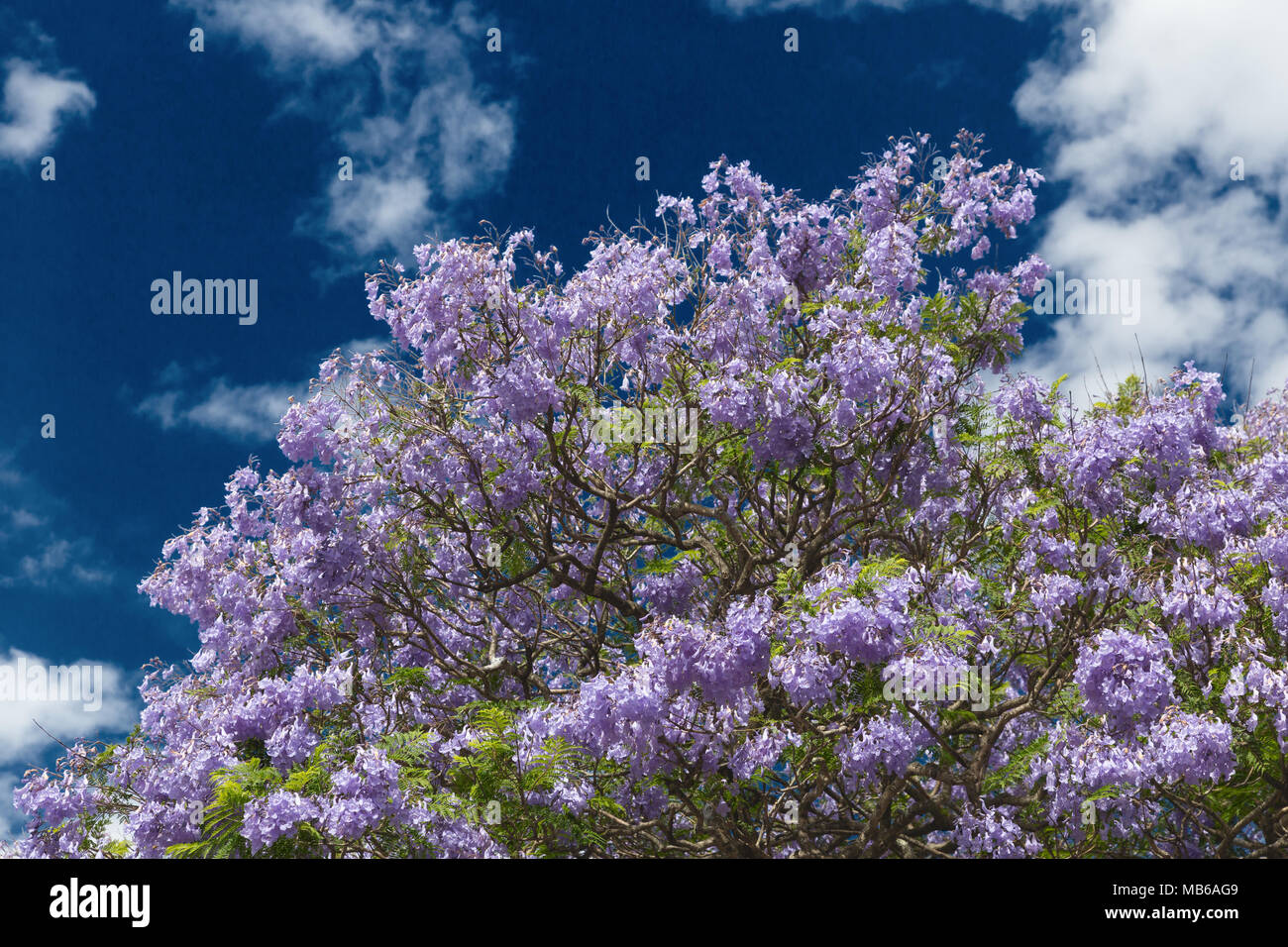 Ein Jacaranda Tree (Familie Bignoniaceae) in voller Blüte bei Kalamunda, Perth, Western Australia Stockfoto