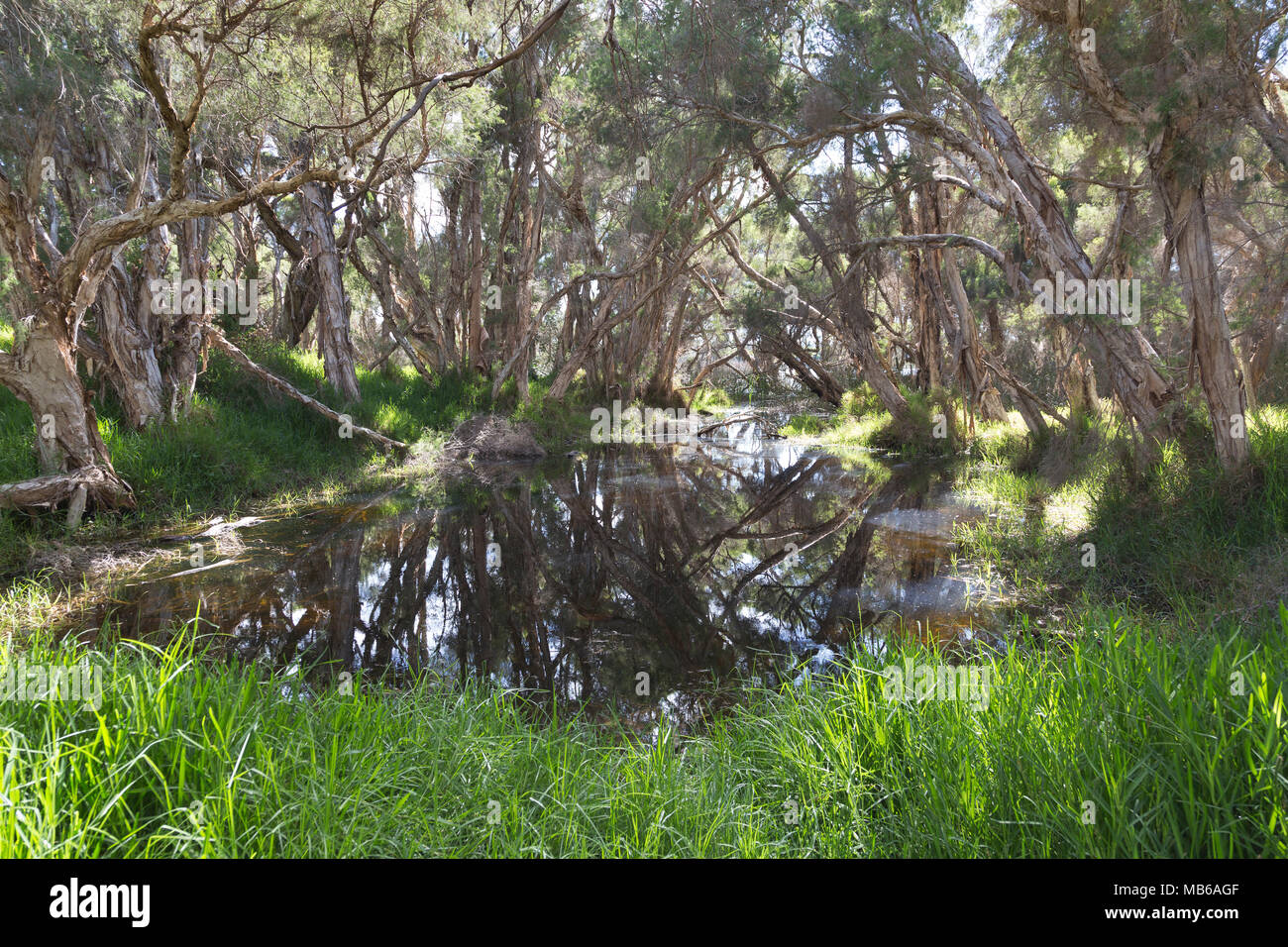 Sumpf Paperbark Bäume (Melaleuca rhaphiophylla) wachsende in Feuchtgebieten am See Joondalup, Perth, Western Australia Stockfoto
