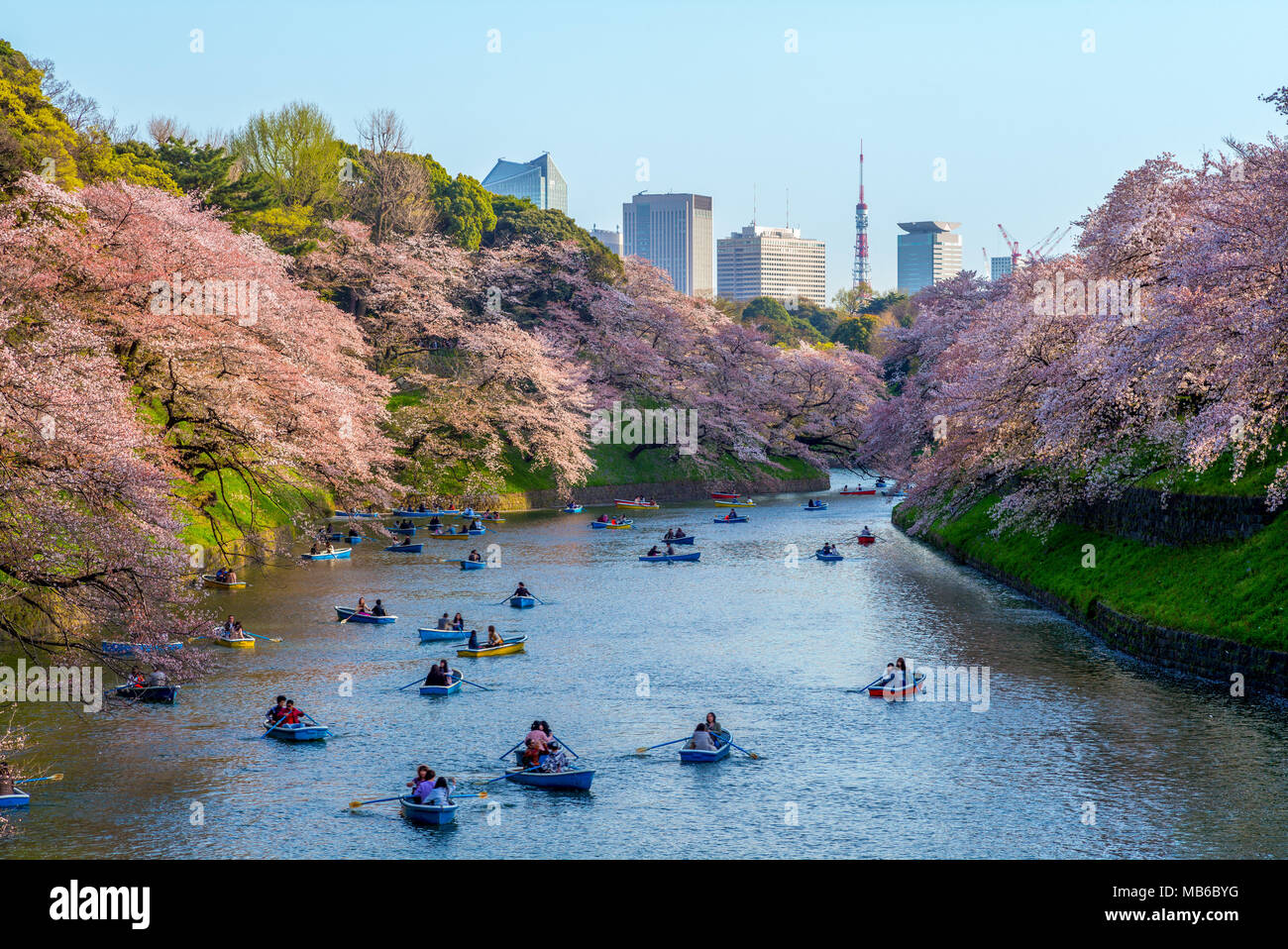 Cherry Blossom bei chidori ga Fuchi, Tokio, Japan Stockfoto
