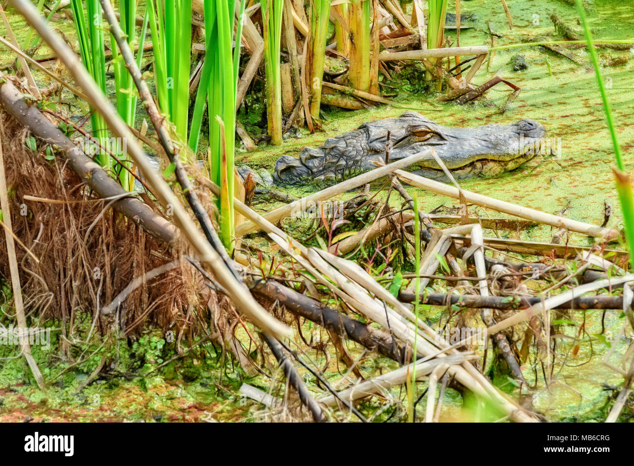 Kleines Krokodil am Gator See in St. Andrews State Park, Panama City, Florida Stockfoto