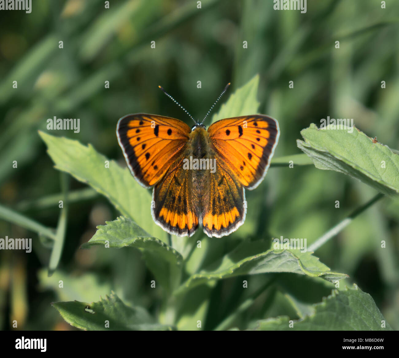 Große Kupfer Schmetterling Stockfoto